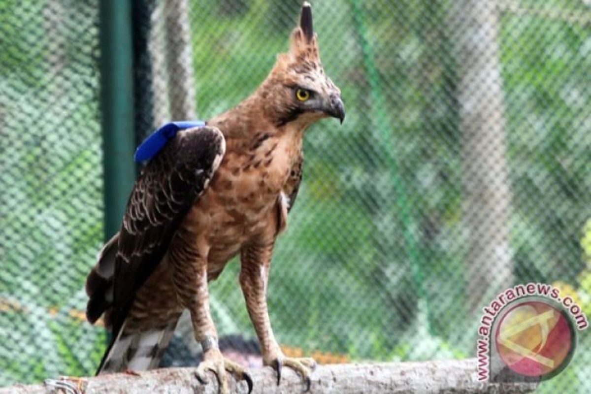 Populasi satwa di Taman Nasional Gunung Halimun Salak berkembang