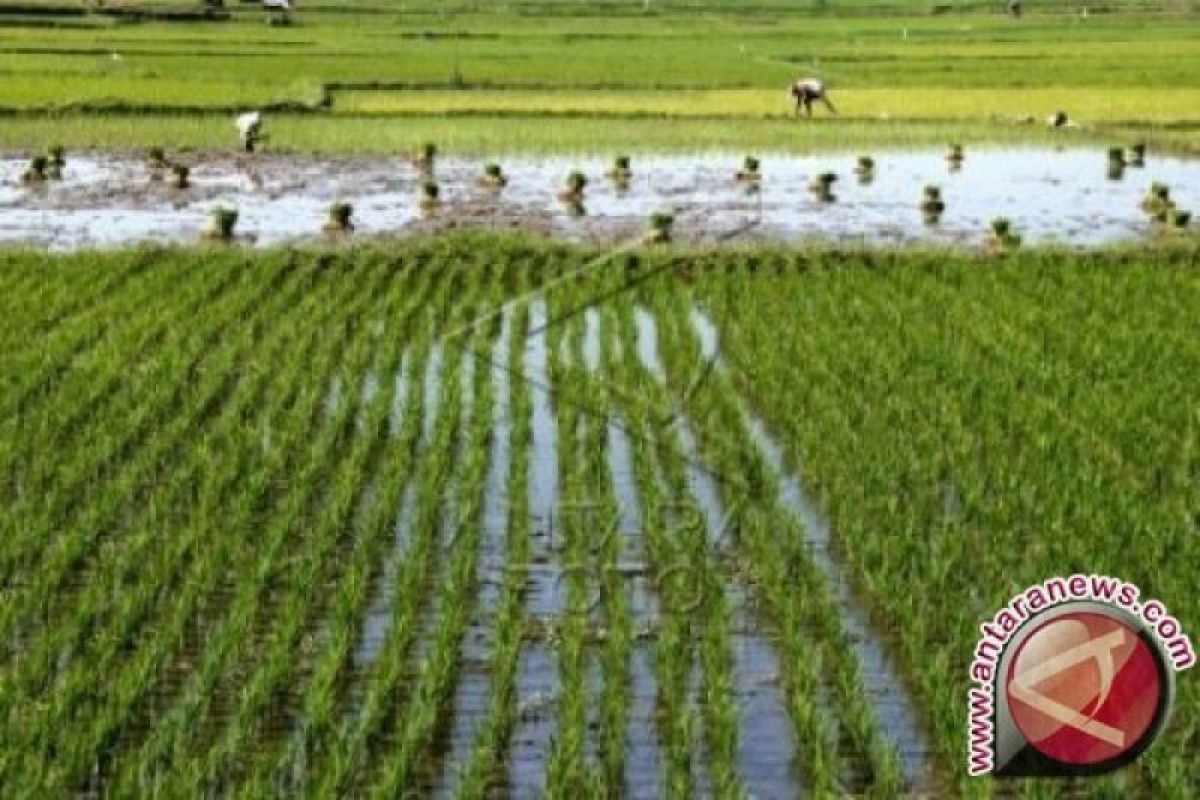 Sawah bagian selatan Mataram berpotensi terendam banjir