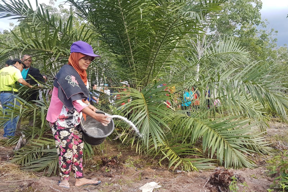 Pemkab Sintang targetkan lahan sawit 200 ribu hektare untuk perusahaan