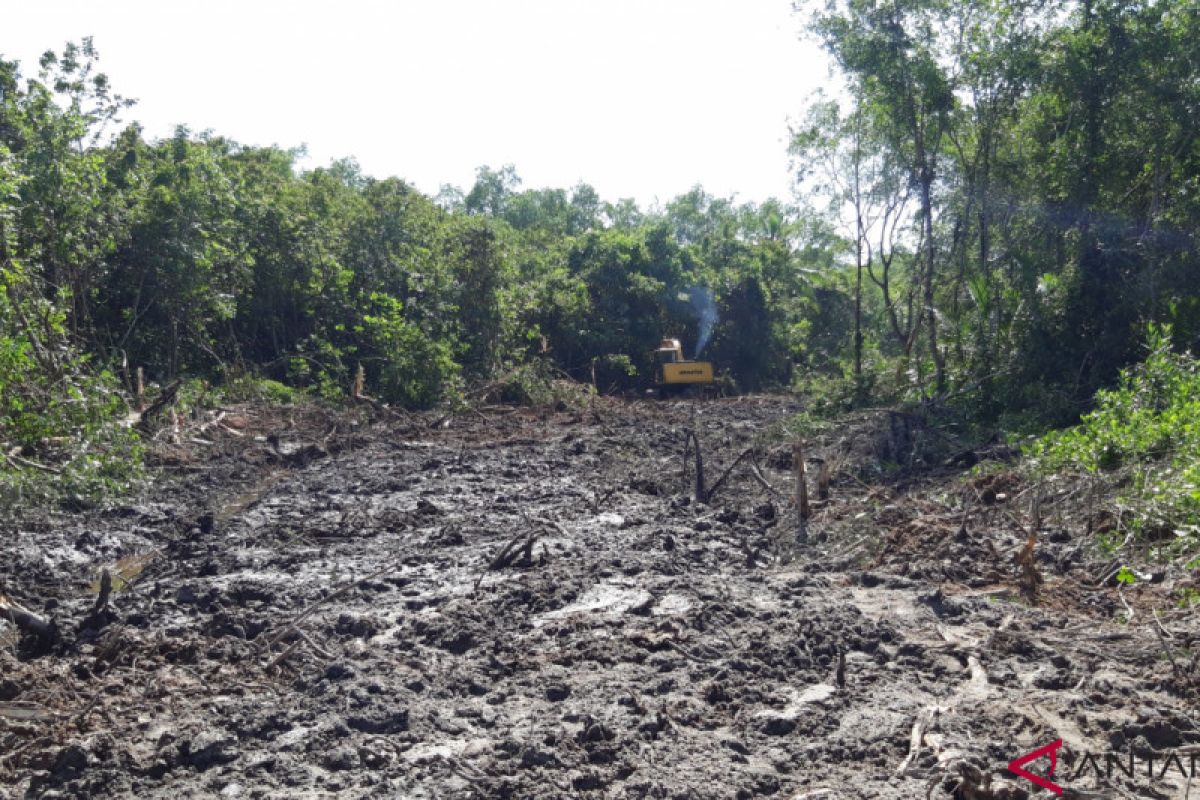 Pejabat: Pembukaan Kawasan Hutan Mangrove Tidak Berizin