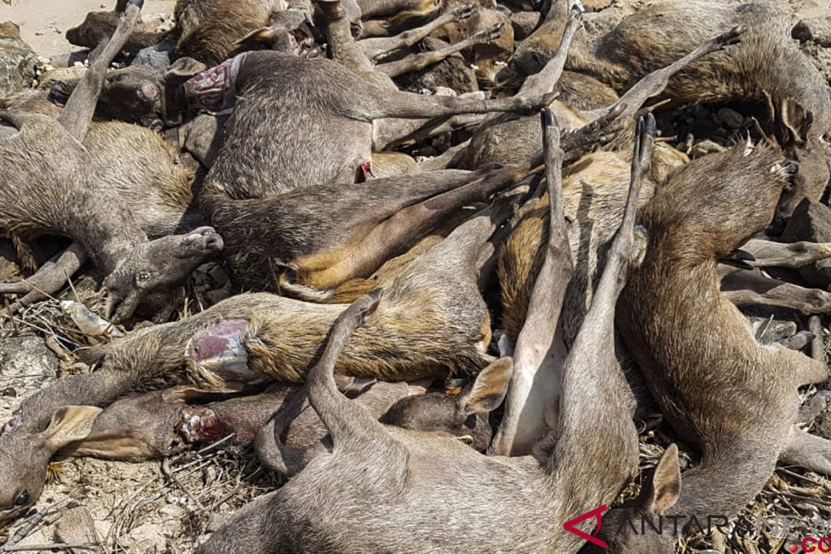 Polisi tangkap pelaku pemburu rusa di Pulau Komodo