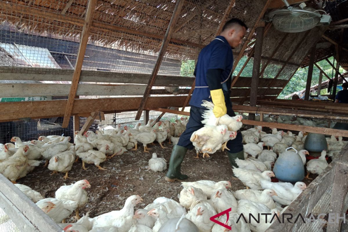 Harga ayam di Aceh Barat naik drastis