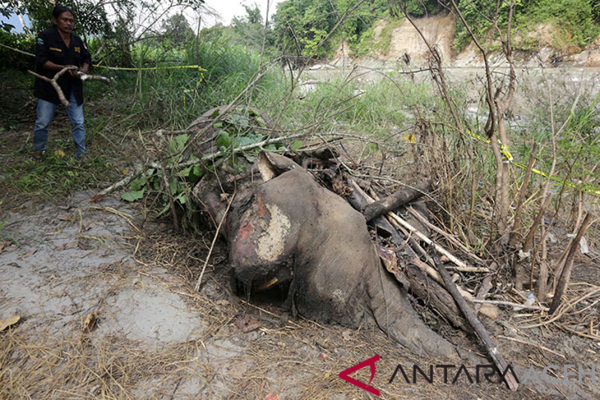 11 ekor gajah mati di Aceh selama 2018