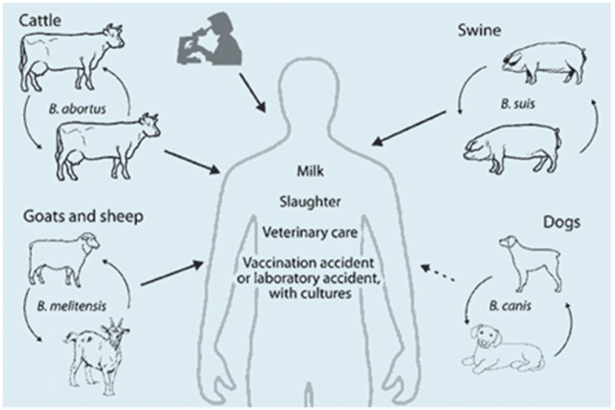 Peternak Diminta Waspada Penyakit Brucellosis