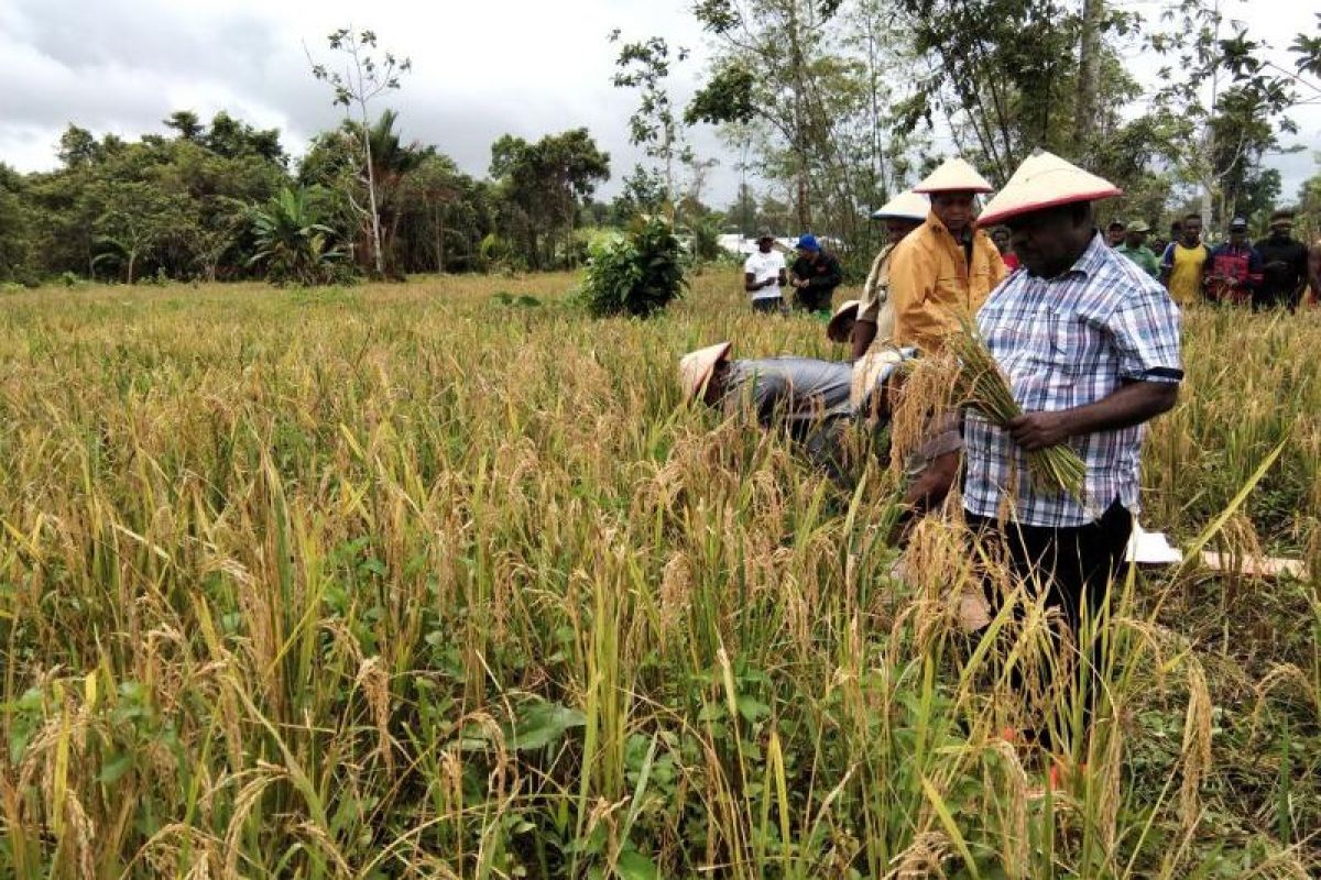 Petani Siret berharap Pemkab Asmat dukung peralatan pertanian