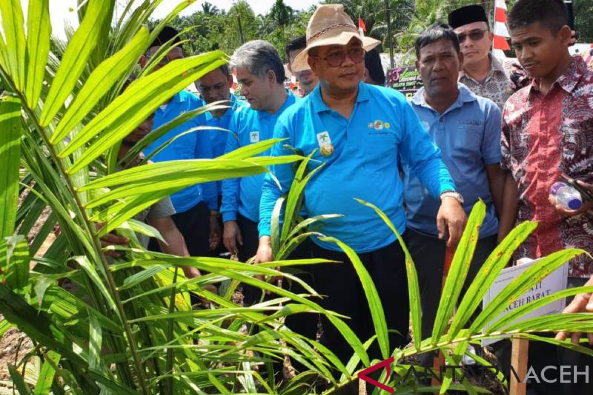 Aceh Barat terima peremajaan kelapa sawit perdana di Aceh