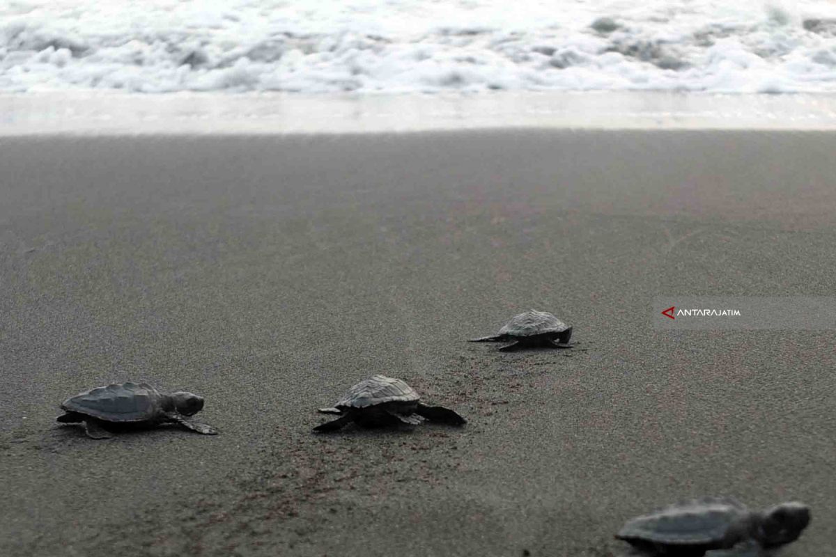 Puluhan Tukik Dilepasliarkan di Pantai Getem Jember