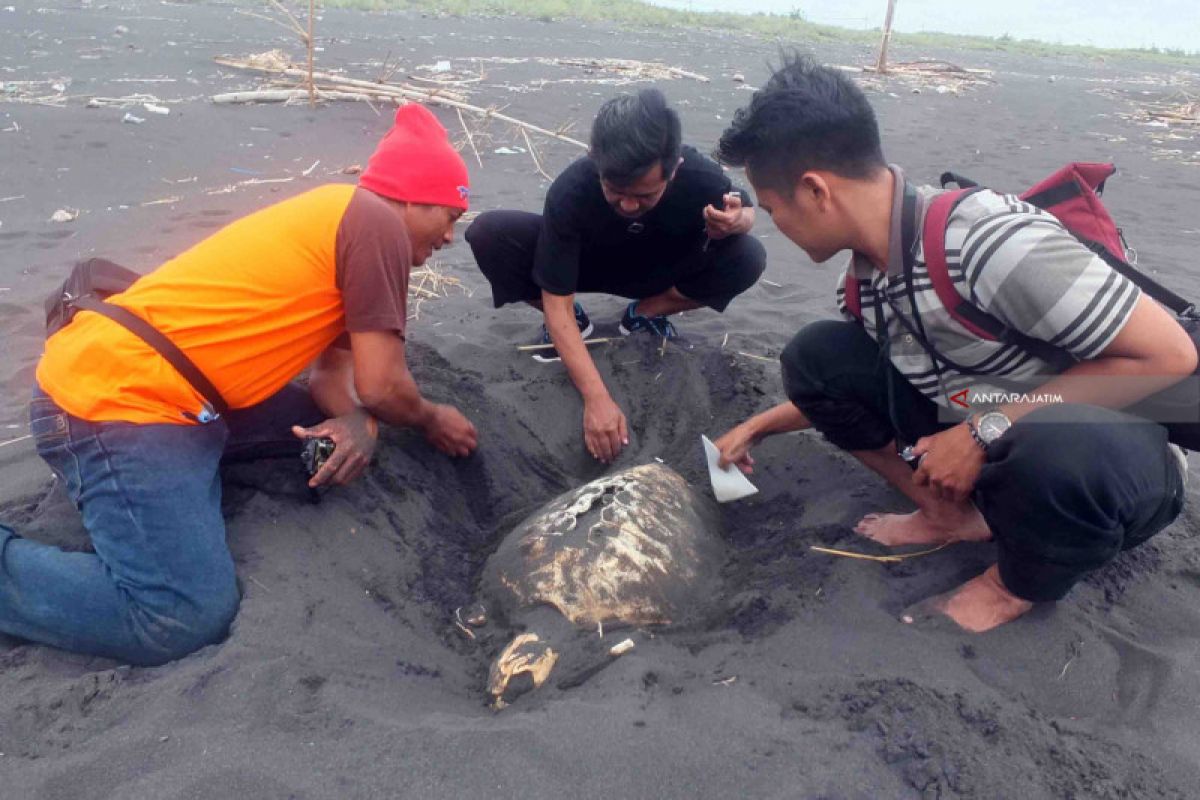 Nelayan Temukan Bangkai Penyu di Perairan Selatan Jember (Video)