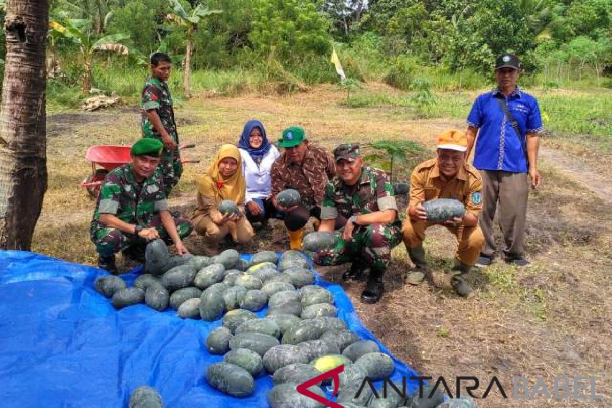 Dandim 0414 Belitung panen semangka di lahan tidur