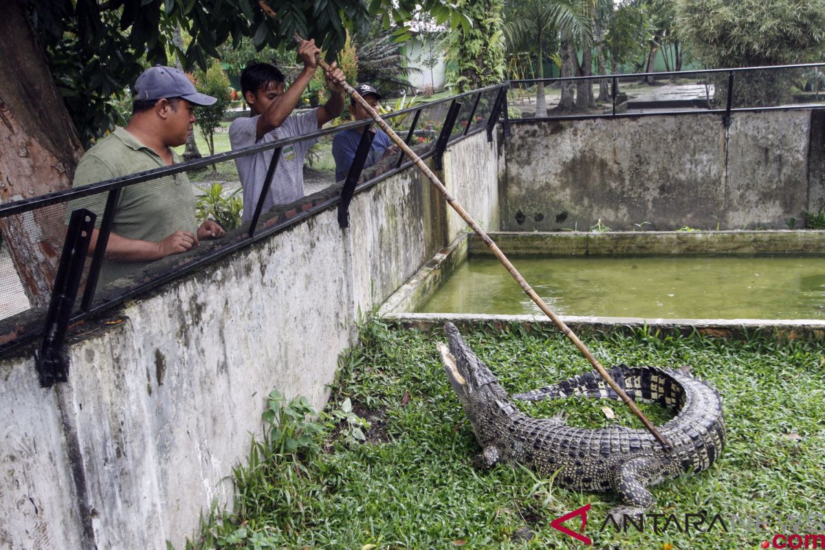 Five saltwater crocodiles trapped in Riau`s Singingi District