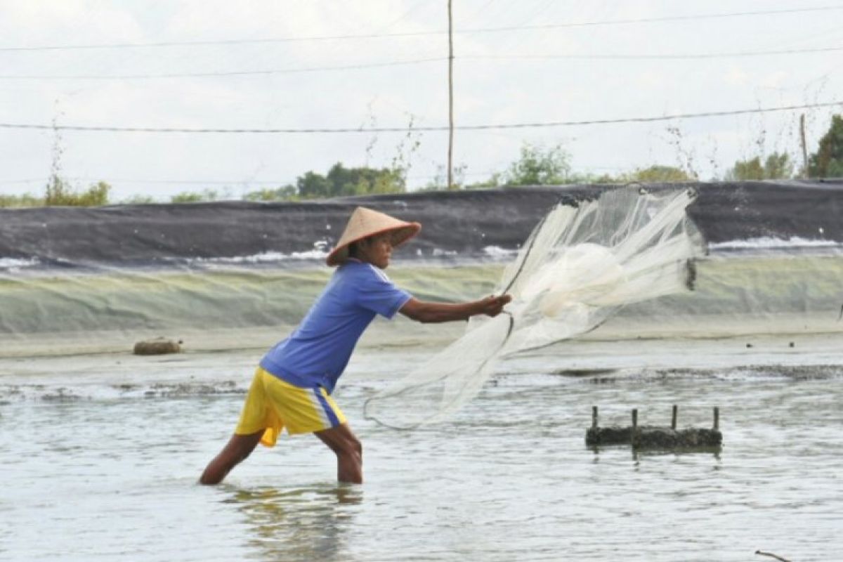 Pertamina-Perindo fasilitasi program kemitraan untuk 514 petambak udang