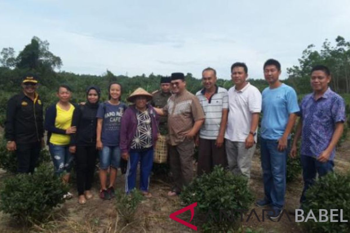 Gubernur Erzaldi tinjau perkebunan teh di Dusun Tayu