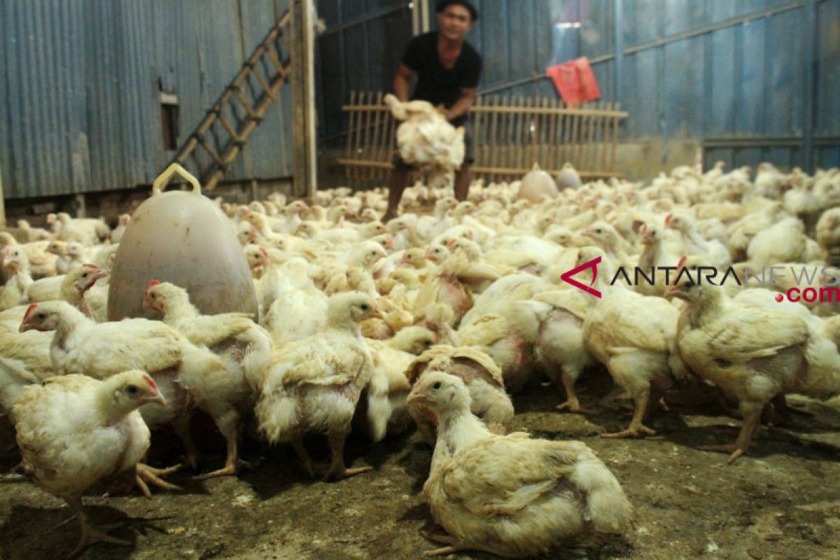 Peternak ayam bagikan hasil panen ke warga