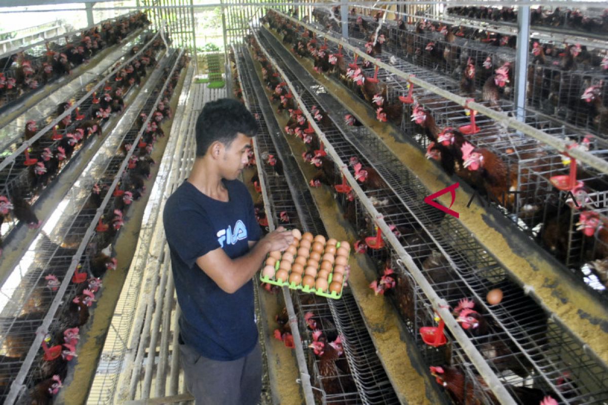 Presidium Peternak: Beras busuk tidak bisa untuk pakan ayam