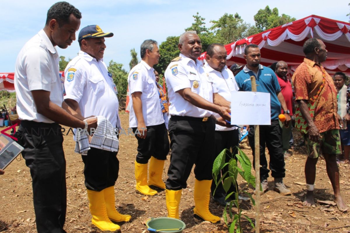 Papua Barat fokus kembangkan lima komoditas perkebunan