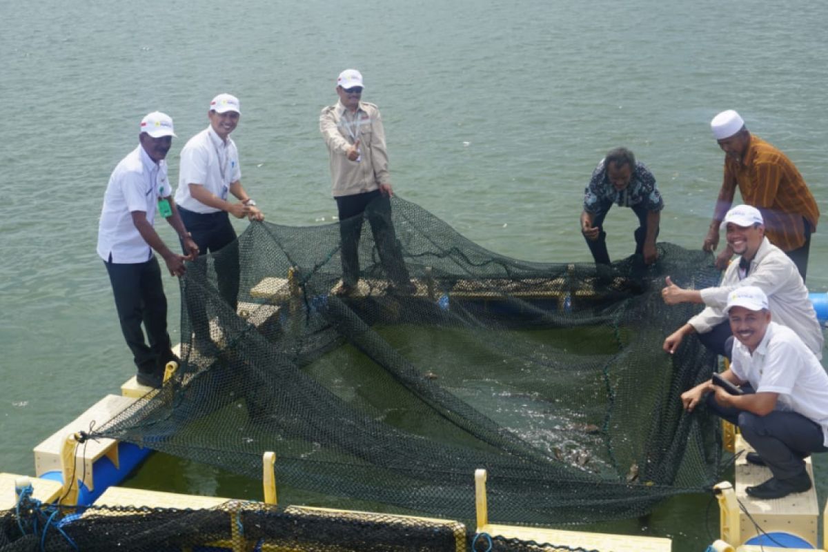 Nelayan Pulau Sembilan dapat bantuan bibit ikan kerapu