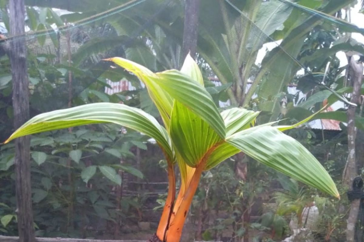 Waykanan Gelar Festival Bonsai Kelapa