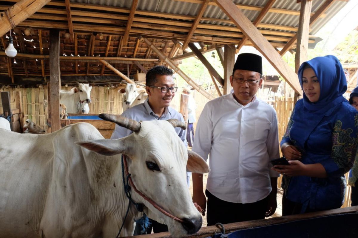 Ingin sapi gemuk, XL Axiata siapkan Satwa Nusantara