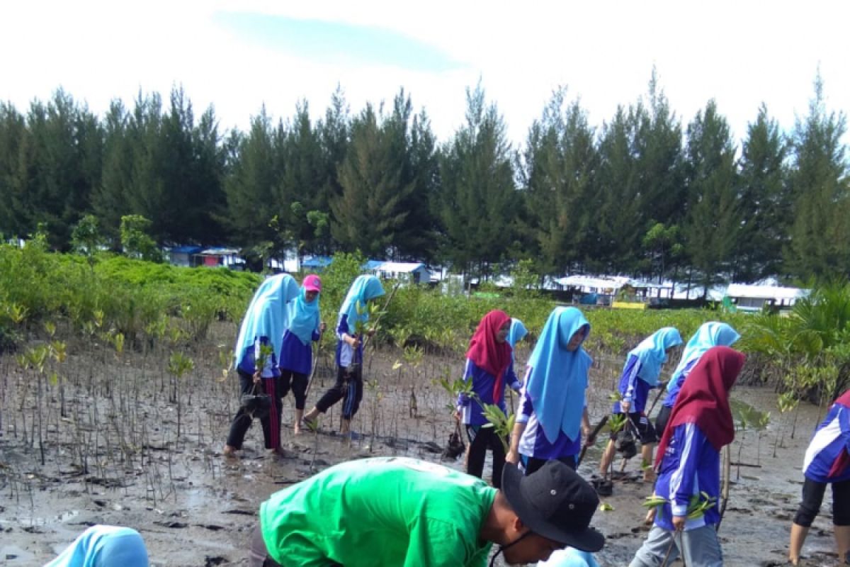 Mahasiswa ikut tanam mangrove di Pariaman