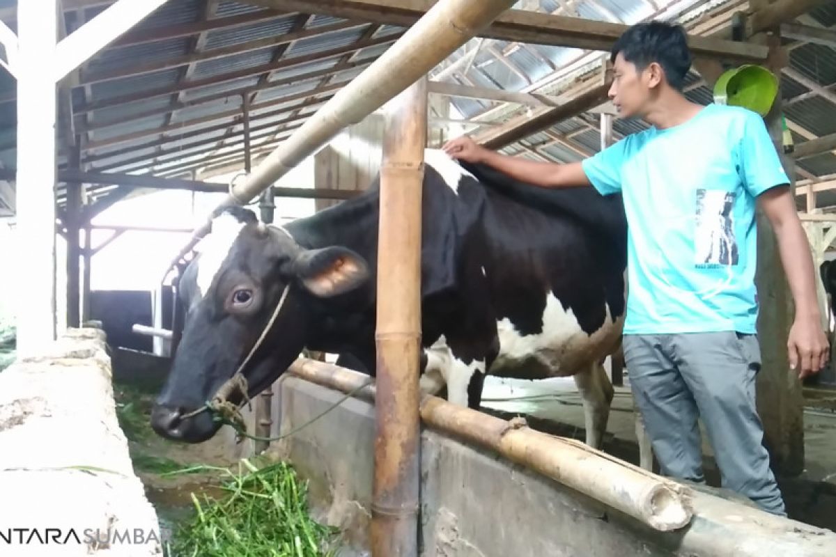 Memerah susu sapi sembari berwisata di Padang Panjang