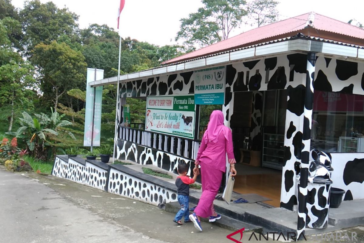 Melalui wisata edukasi, Padang Panjang mencoba tingkatkan penjualan susu sapi
