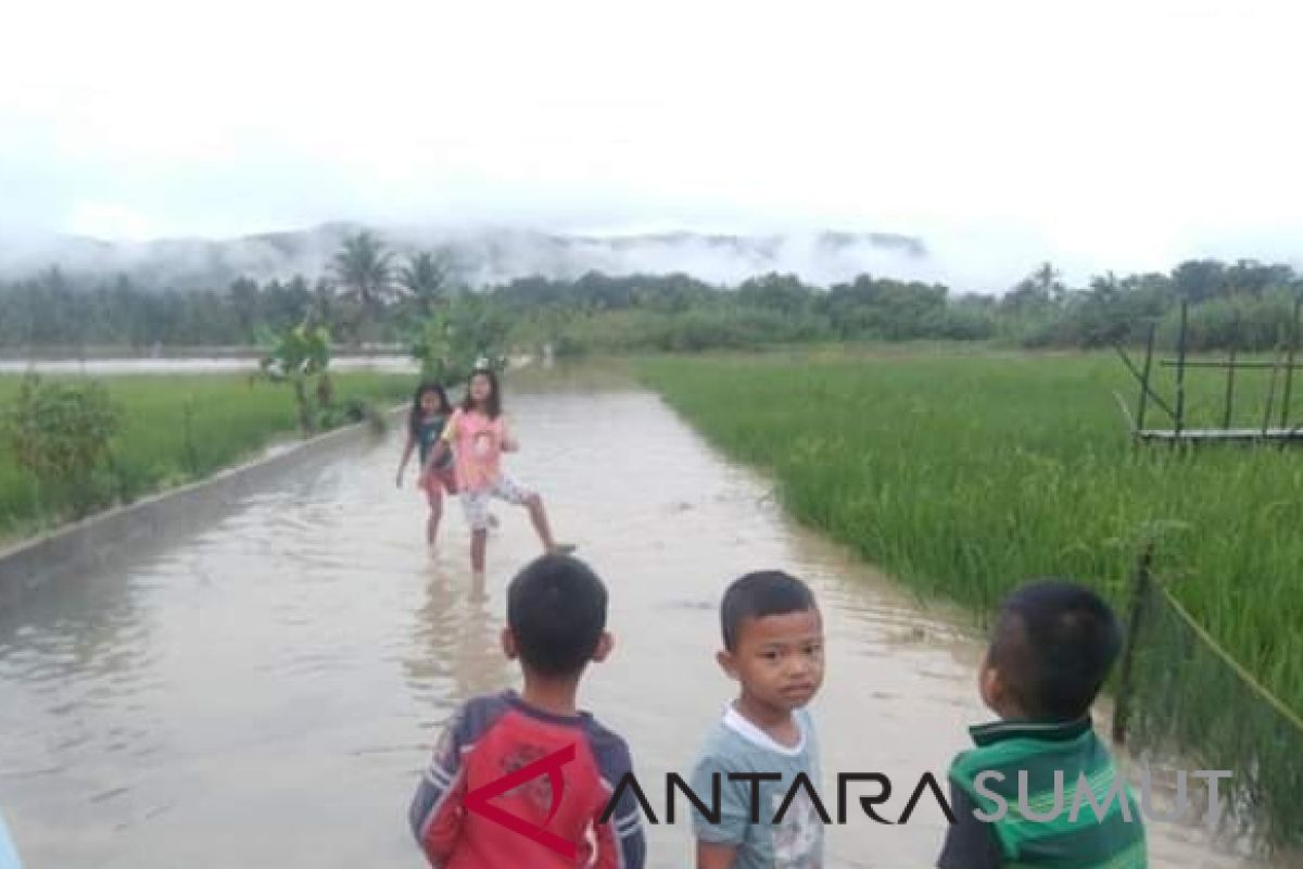 Puluhan hektare sawah terendam banjir di Simangumban