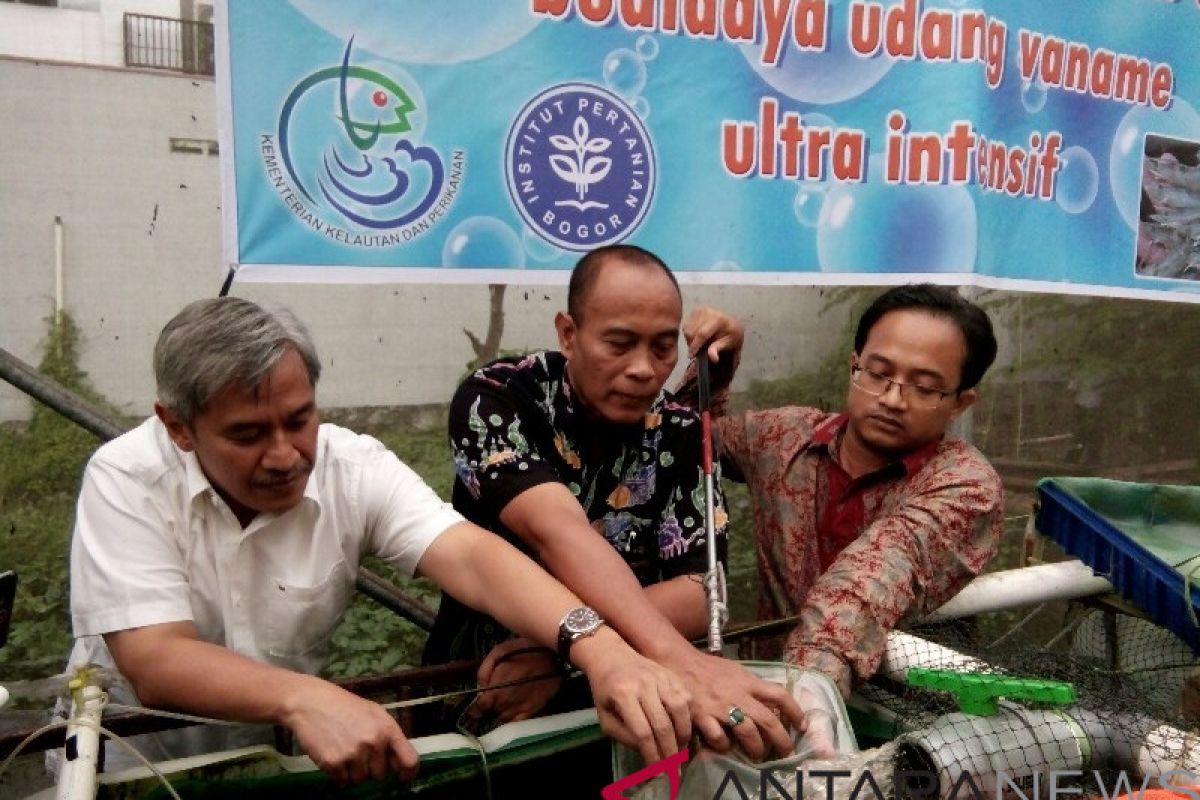 KKP luncurkan teknologi Microbubble budidaya udang Vaname