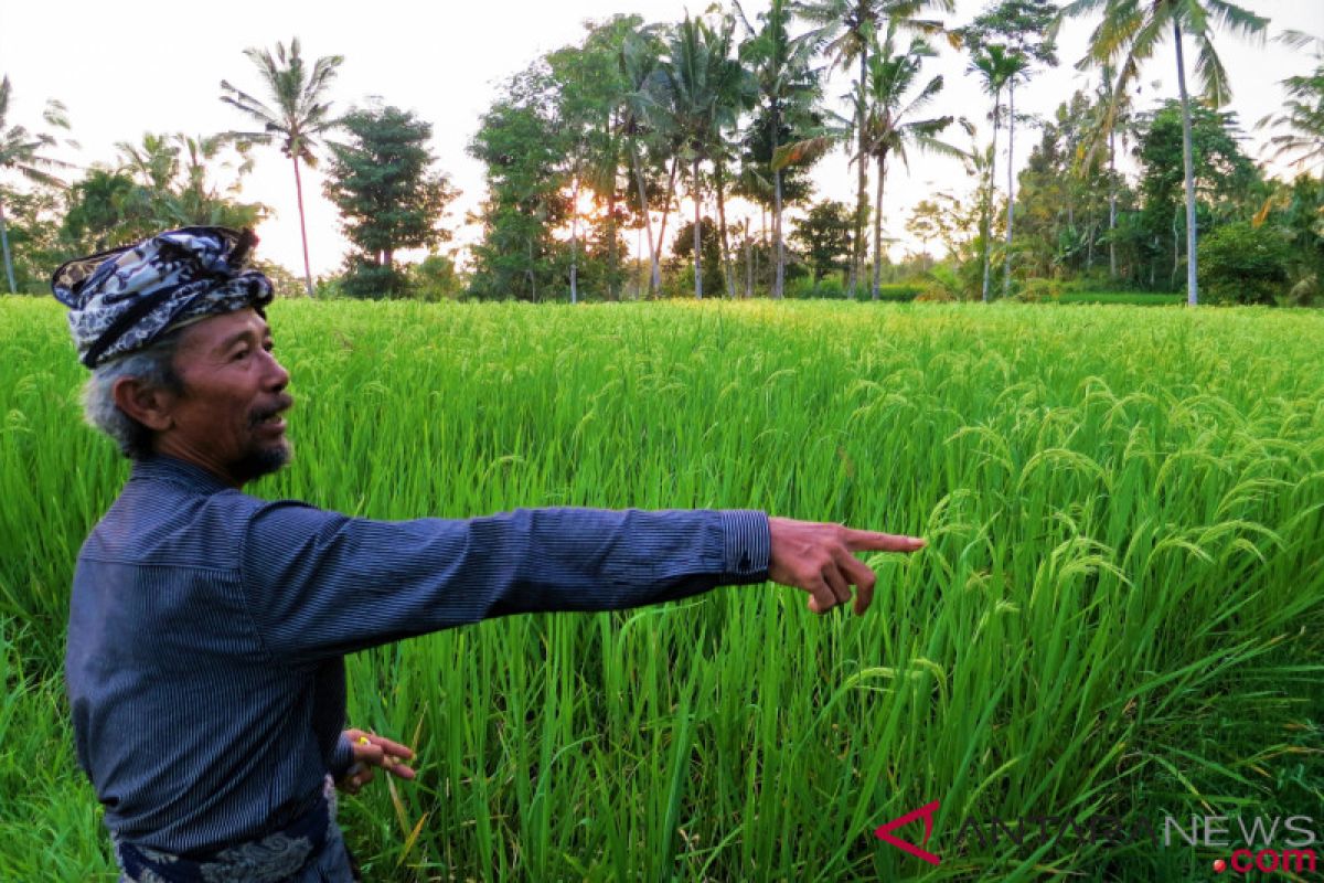 Menyelami hidup selaras alam di Geriana Kauh