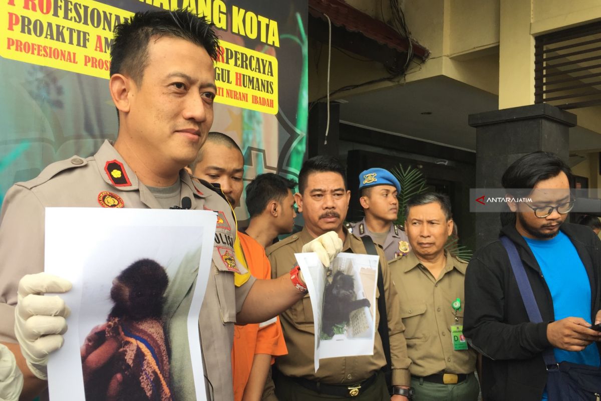 Polisi Tangkap Pelaku Jual Beli Lutung Jawa