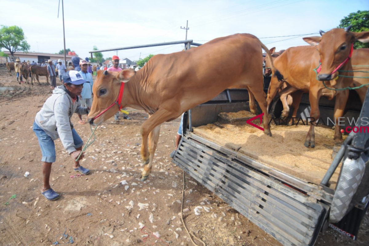 Wondama bagikan 70 sapi untuk petani