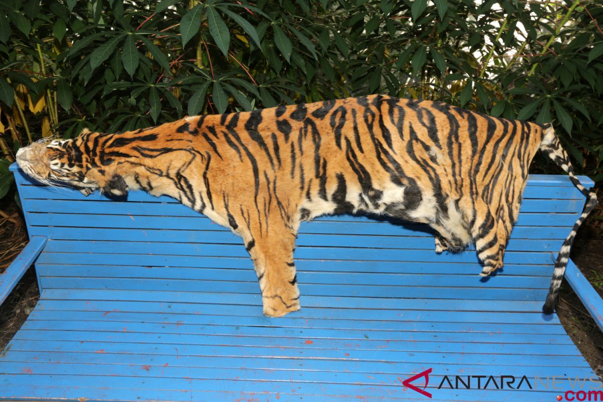 Kulit harimau Sumatera hasil sitaan di Aceh diidentifikasi