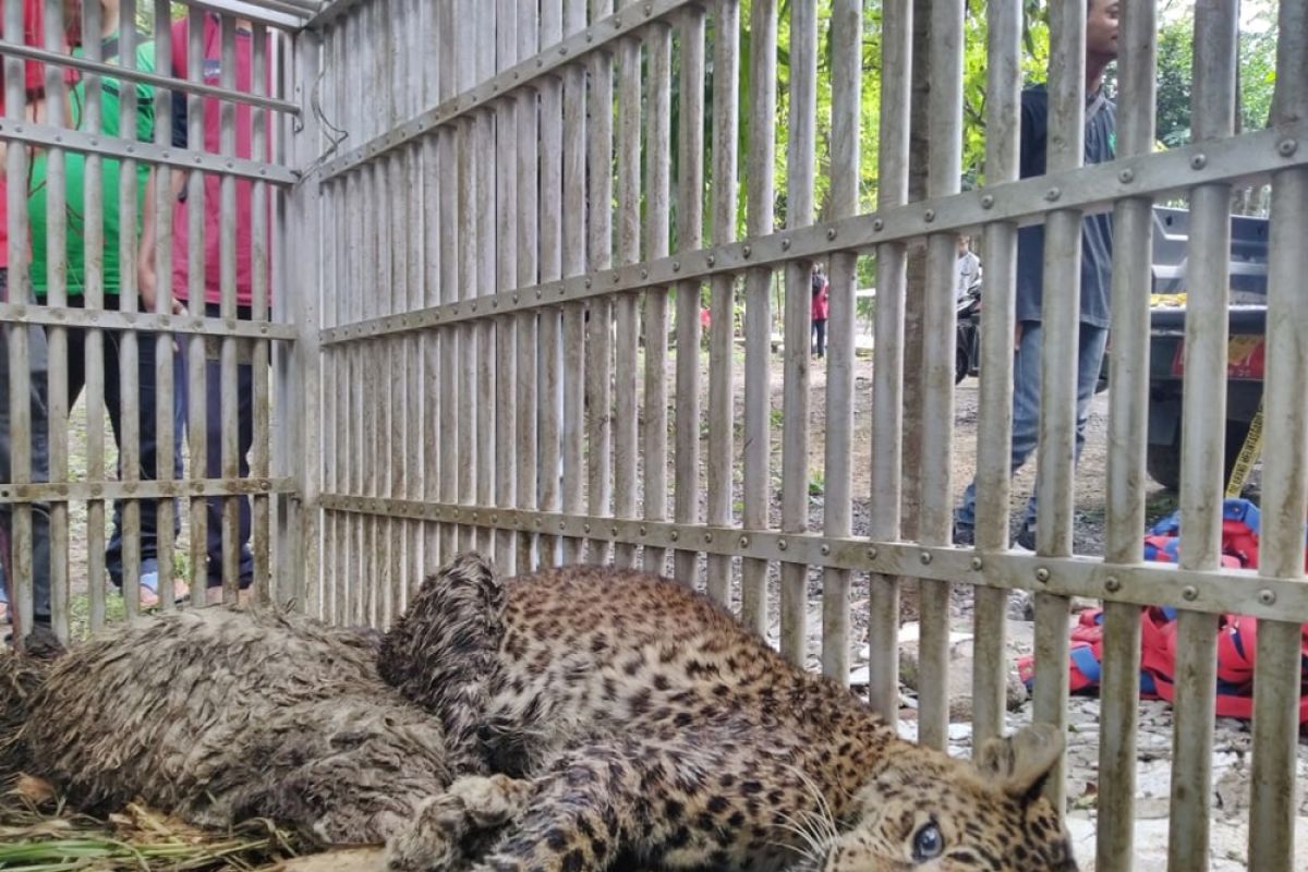 Macan tutul hutan Gunung Lawu masuk perangkap