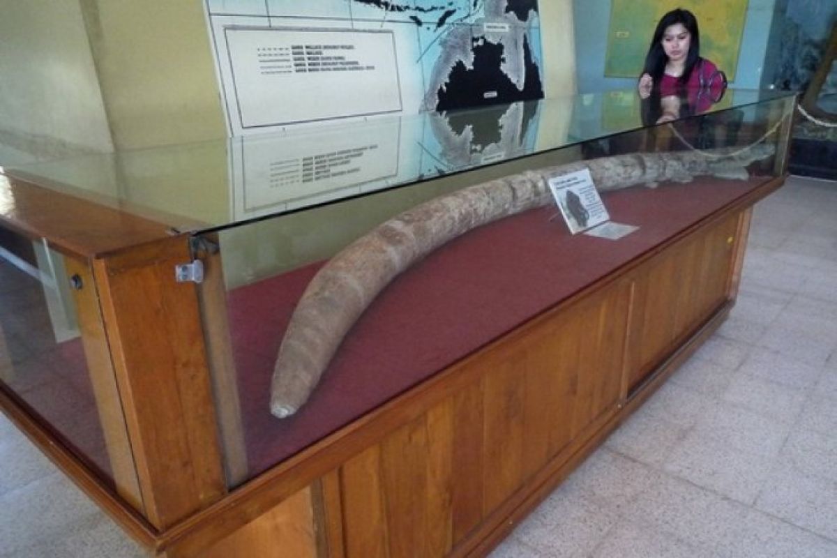 Fosil gading gajah purba ditemukan warga Ngawi