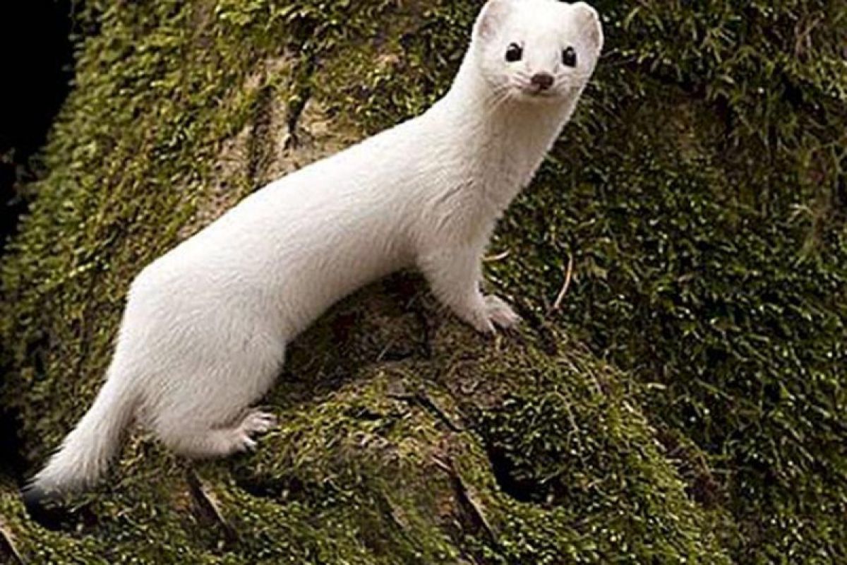 Musang langka berbulu putih terlihat di Turki Timur