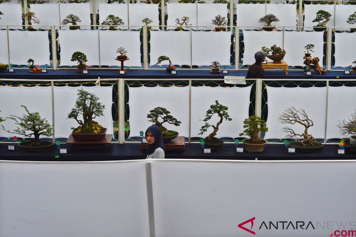 Petani bonsai kesulitan penuhi pesanan ekspor