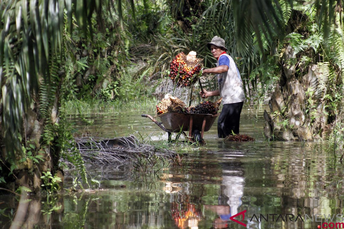 Indonesia holds pilot program on oil palm for peace