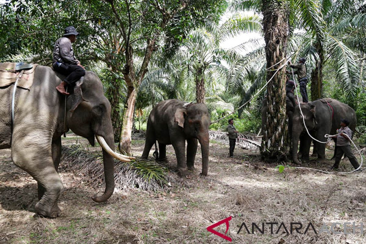 BKSDA tangkap gajah liar terisolasi di Subulussalam