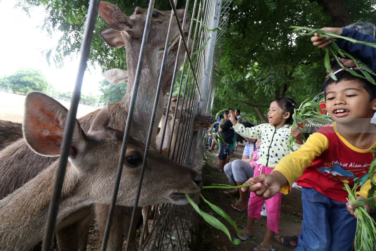 Penangkaran Rusa Di Area Militer