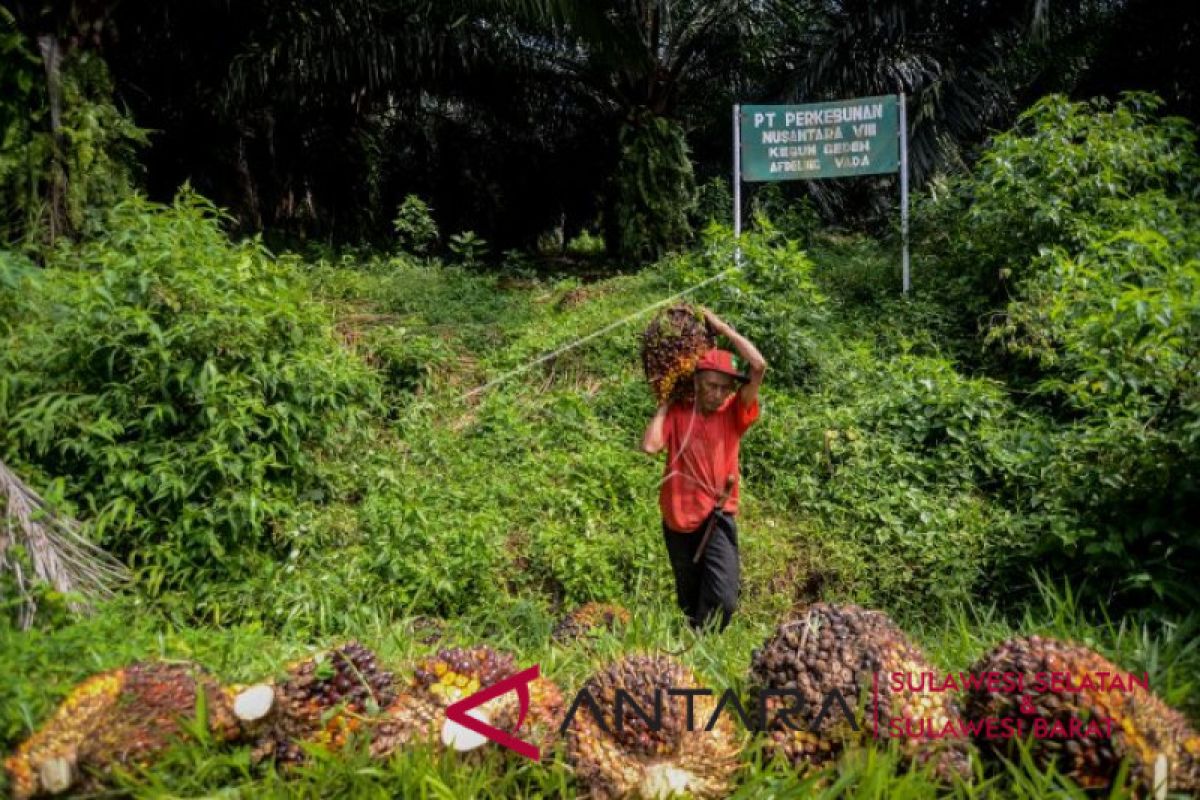 Lawan kampanye hitam sawit nasional