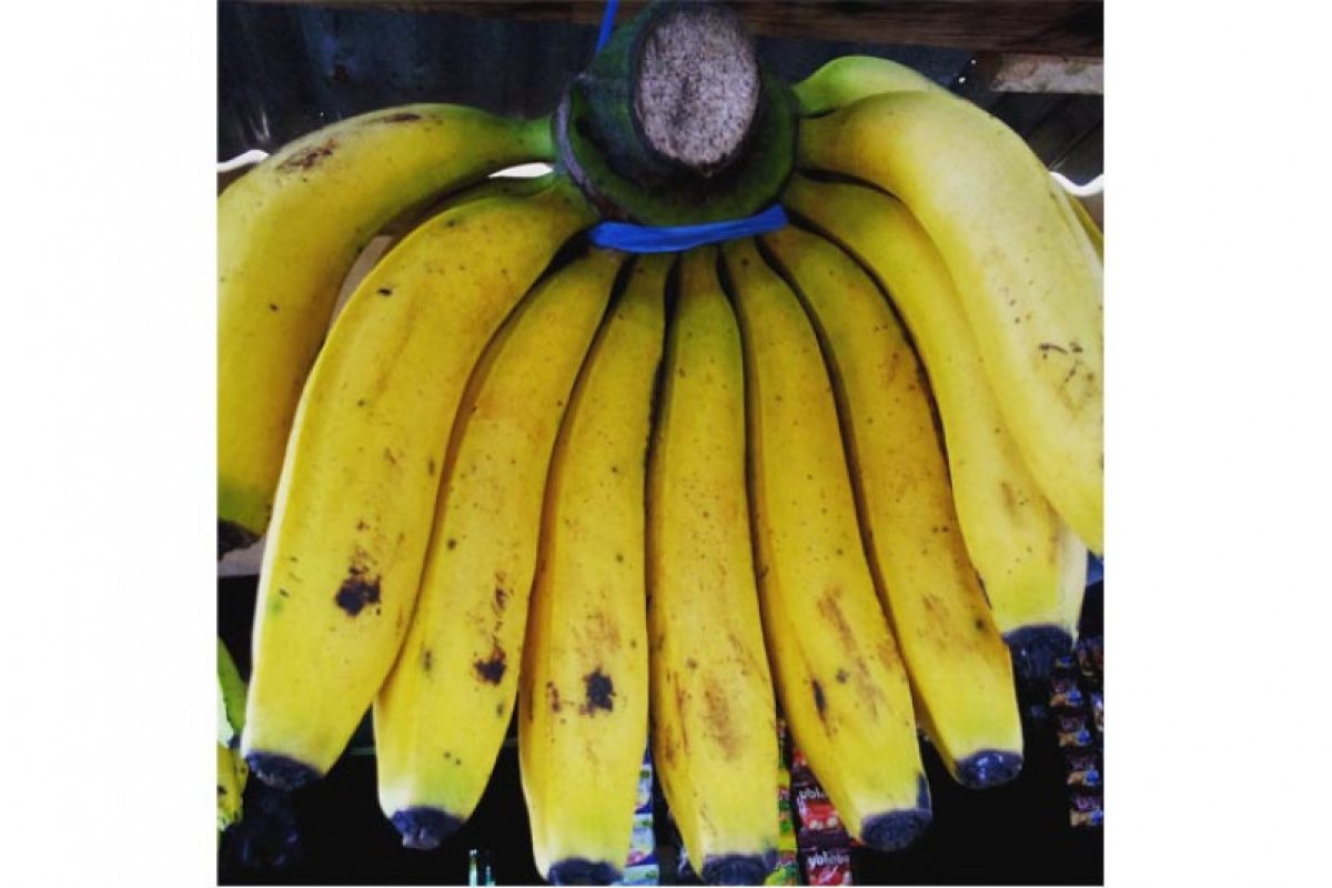 Bengkulu intensifkan budi daya pisang lokal