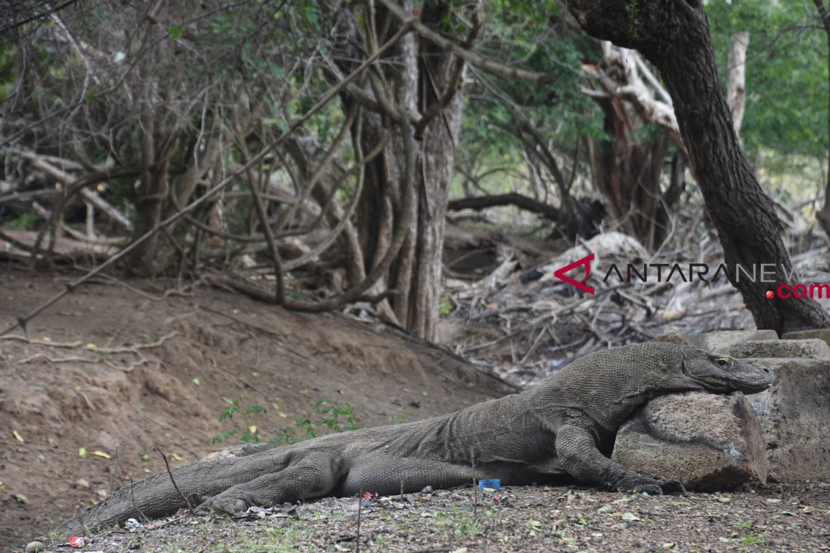 Taman Nasional Komodo yang sedang jadi perbincangan