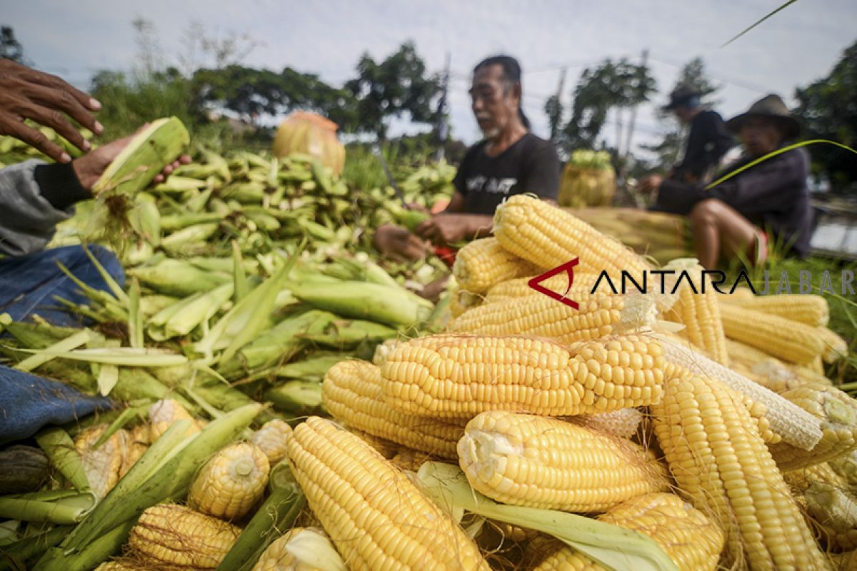 Data akurat jagung penting, bila ingin harga daging dan telur stabil