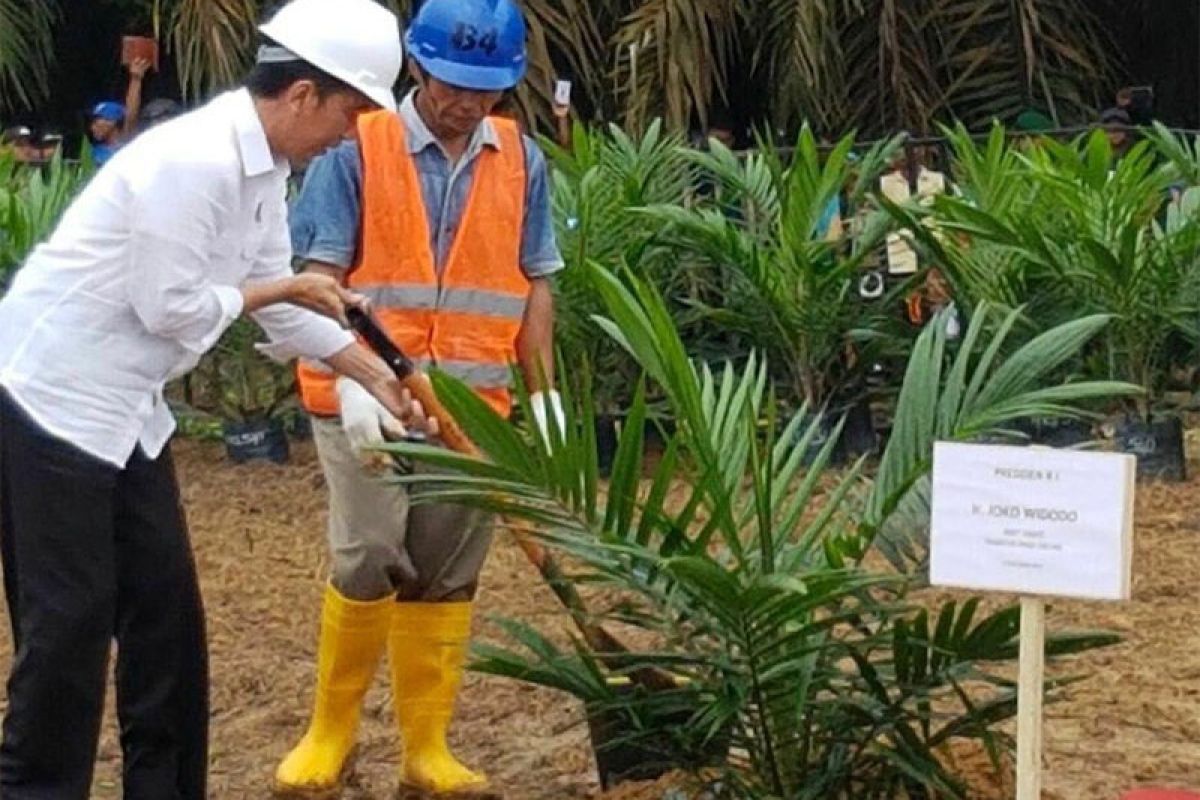 Presiden Joko Widodo diusulkan masuk kandidat 110 Tokoh Sawit Indonesia