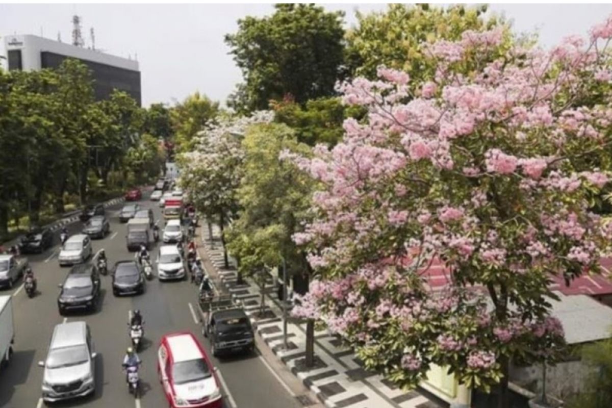 Semarang anggarkan Rp1 miliar untuk tanam pohon tabebuya
