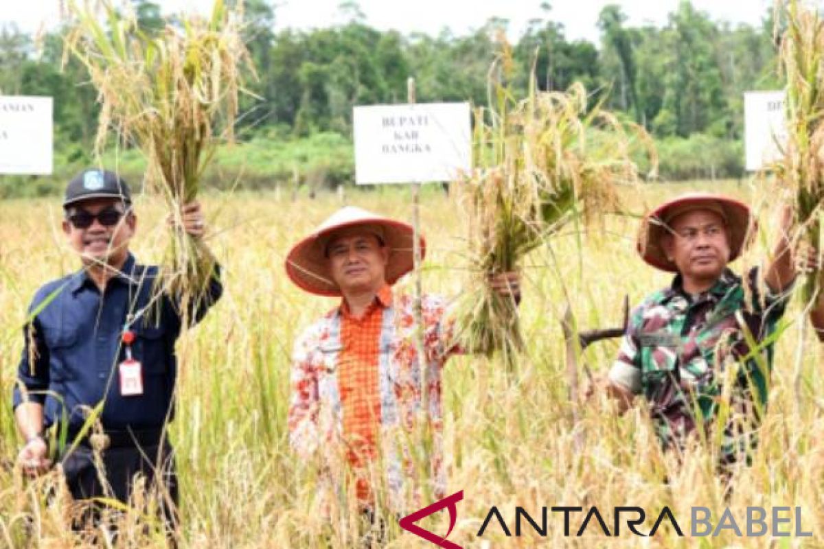 Wabup Bangka ajak petani tingkatkan produksi padi