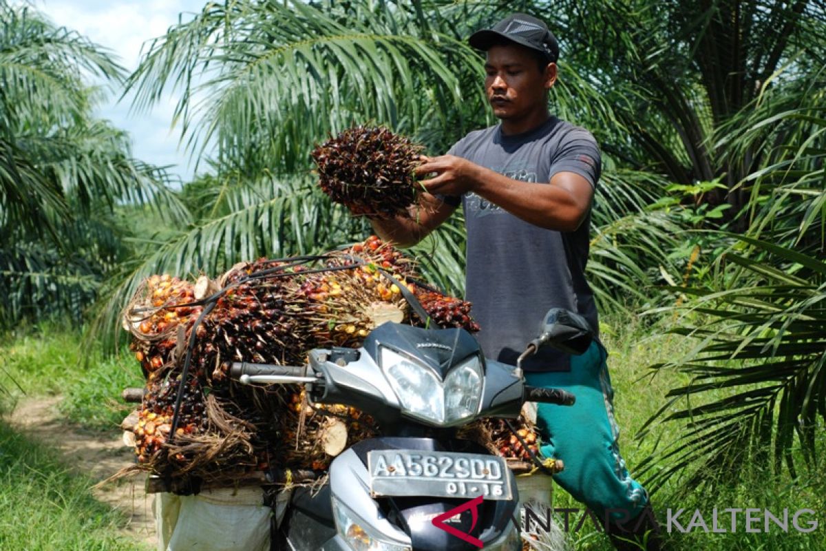 Indonesia, Malaysia protest palm oil discrimination by EU