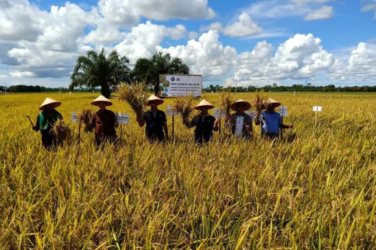 Puncak panen raya padi di Abdya picu kemerosotan harga gabah