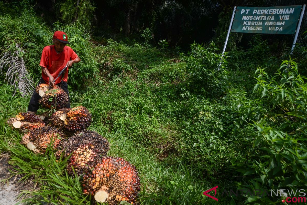 Gapki: perkebunan swasta taat aturan bangun plasma