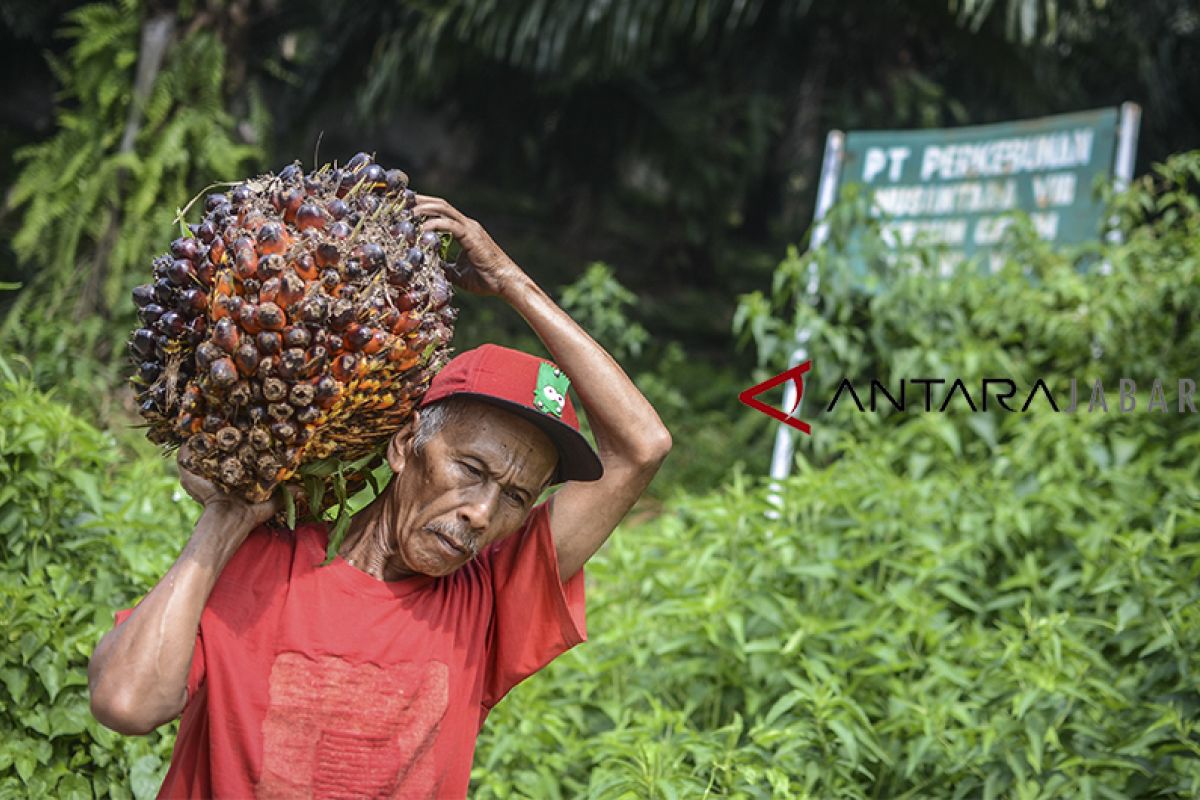 Indonesia resmi gugat Uni Eropa ke WTO soal sawit