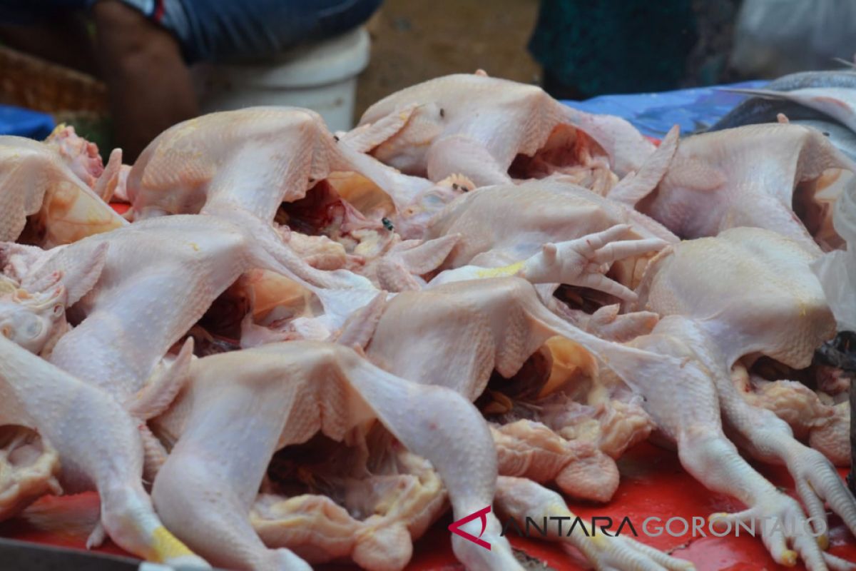 Harga Ayam Pedaging Di Gorontalo Utara Rp80.000/Ekor